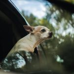 Cu câinele în mașină? Aspecte esențiale, cum să eviți orice probleme